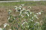 Loomis' mountainmint